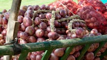 Onion Festival in Dornava